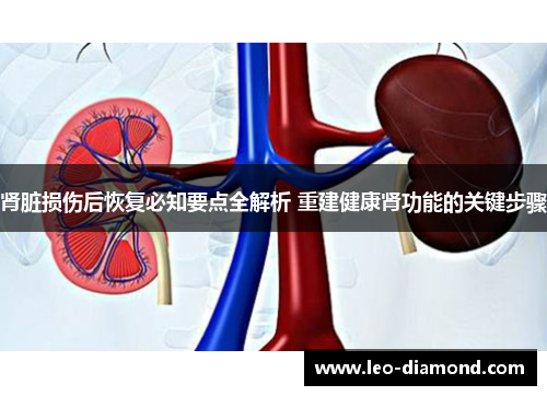 肾脏损伤后恢复必知要点全解析 重建健康肾功能的关键步骤